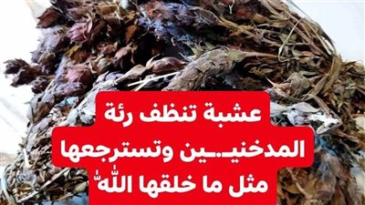 عشبة تنظيف الرئة للمدخنين وطرد البلغم استعادة الرئة مثل ما خلقها الله