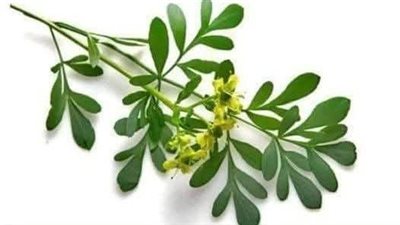 علاج المسالك البولية بالاعشاب