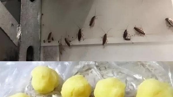لمحة نيوز